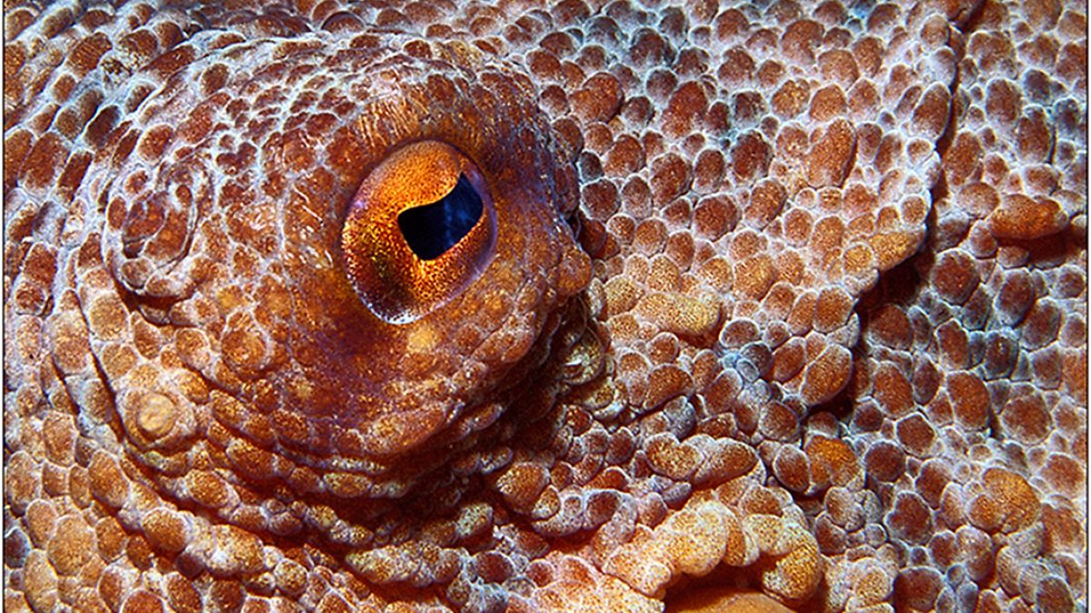 octopus vulgaris